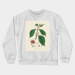 Coffee Bean Antique Botanical Illustration Crewneck Sweatshirt